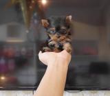 yorkshire terrier POCKET