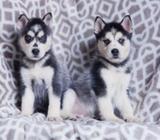 Husky Siberiano Divinos Lobitos