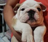 Bulldog Ingles 2 Meses Machos Y Hembras