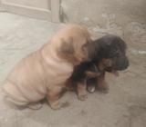 Shar Pei Hembritas Ganga