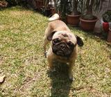 Pug para Monta