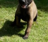 pastor belga malinois perro de trabajo en Guatemala