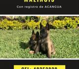 Pastor Belga Malinois/Registro/Acangua