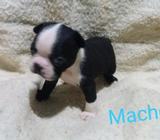 Boston Terrier 2 Meses