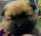 Chow Chow pura Sangre Hembritas Hermosas