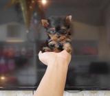 Yorkshire Terrier (Visacuotas)