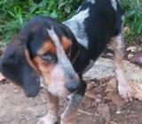 Vendo Blutik con Beagle