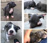 American Pitbull Linea Blue Nose