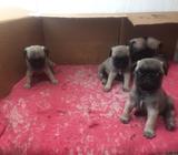 Cachorros Pug con Papas Pedigree a Gold