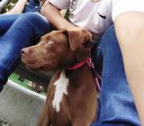 Vendo Perrita Pitbull'