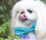 Pekines Blanco