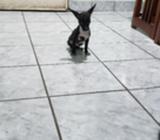 Chihuahua 3 Meses 3 Vacunas Ecónomico